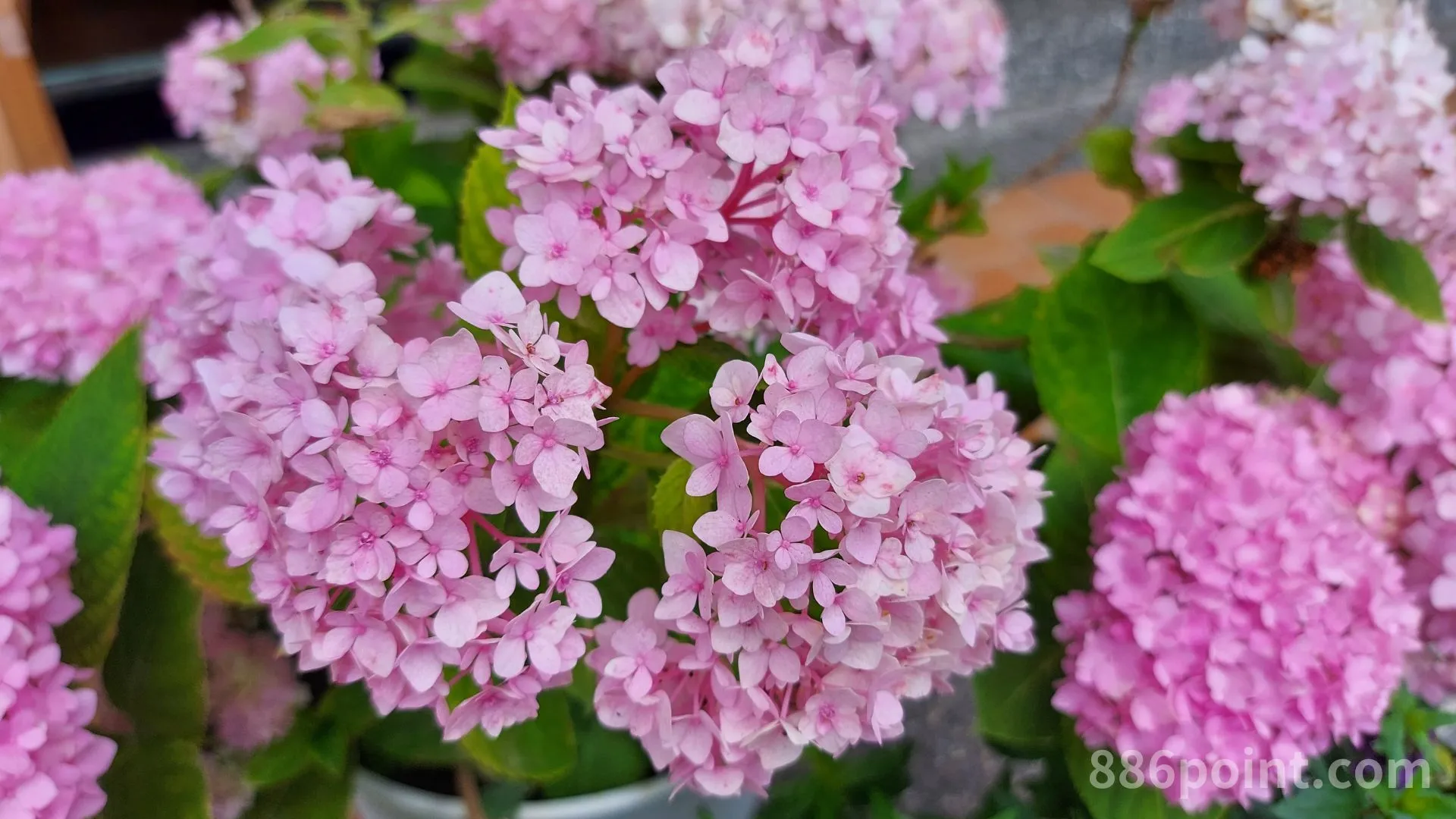 繡球花