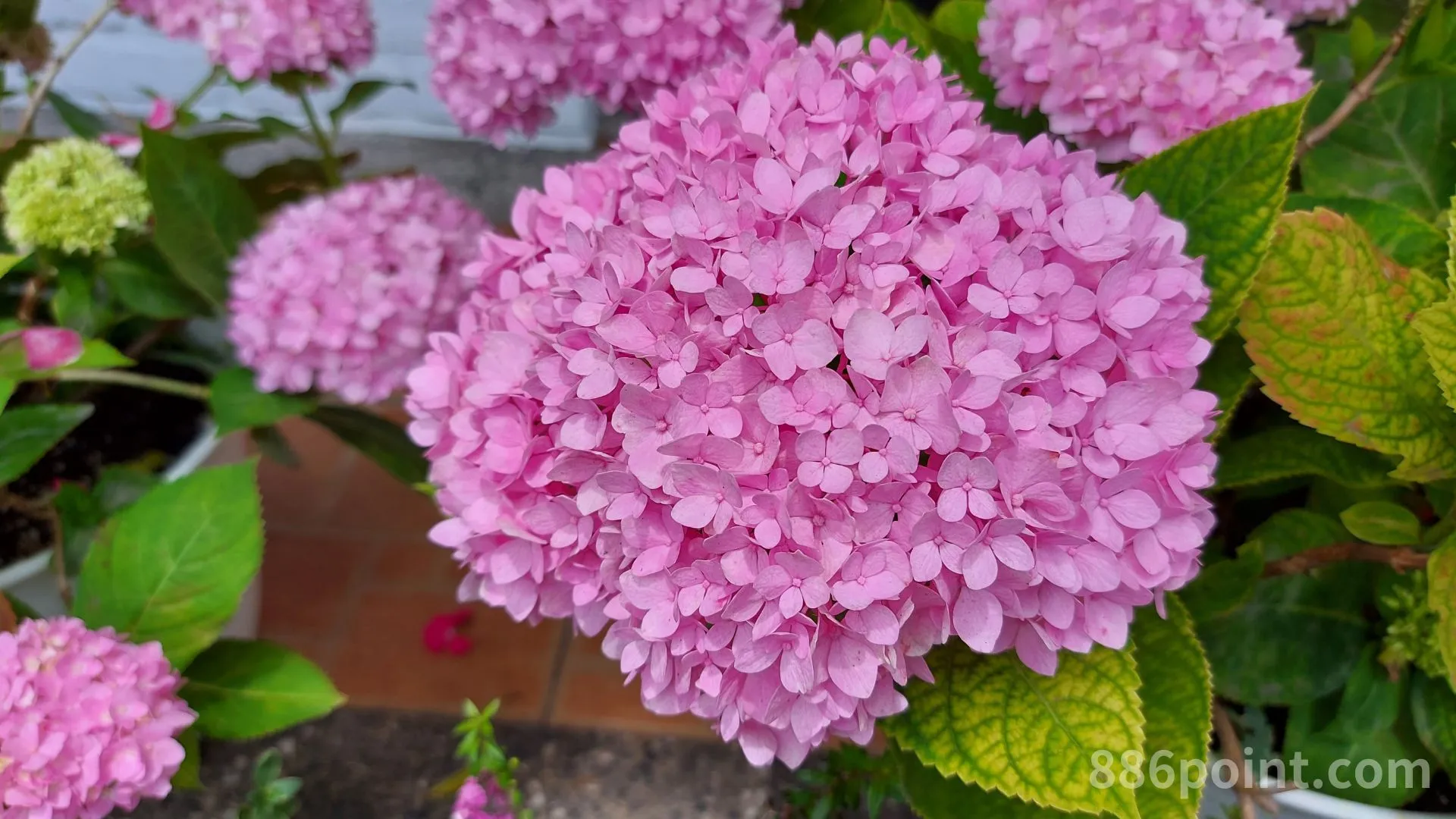 繡球花