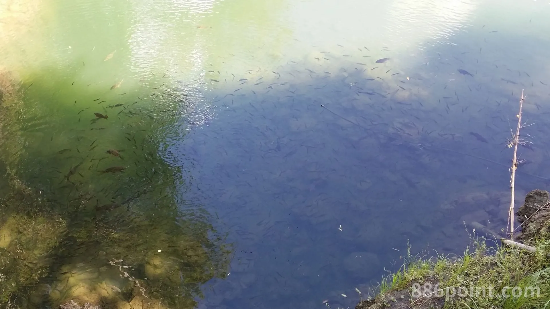 坪林北勢溪觀魚步道