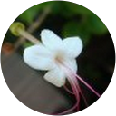 Shih-Ying Chang profile picture