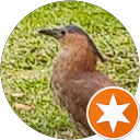林仁中 profile picture